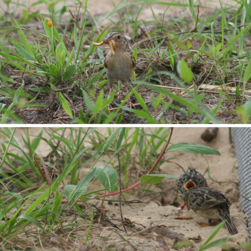 A female grasshopper sparrow feeds her chick mealworms.