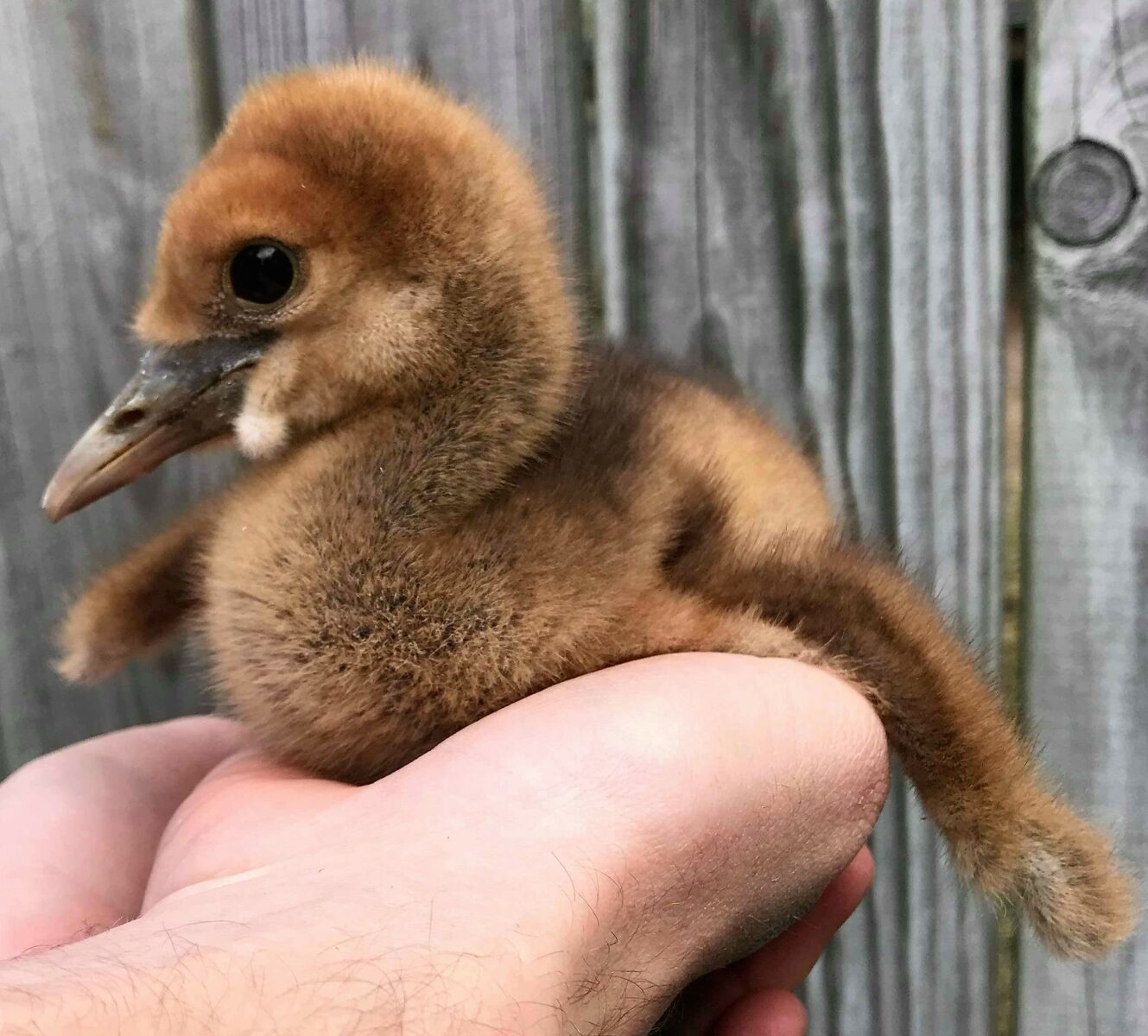 Wattled Crane chick