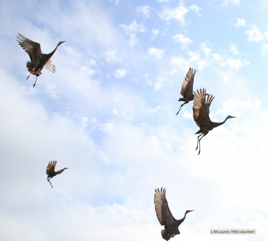 Mississippi Sandhill Cranes Hatched at White Oak Released into the Wild