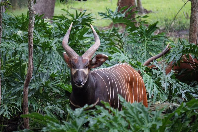 Bongo Antelope