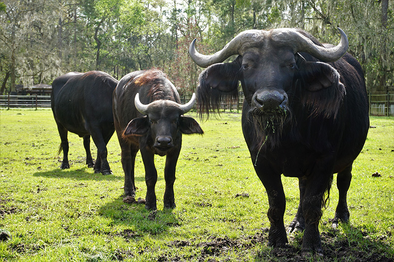 Bekostning værtinde buket Cape Buffalo - White Oak Conservation