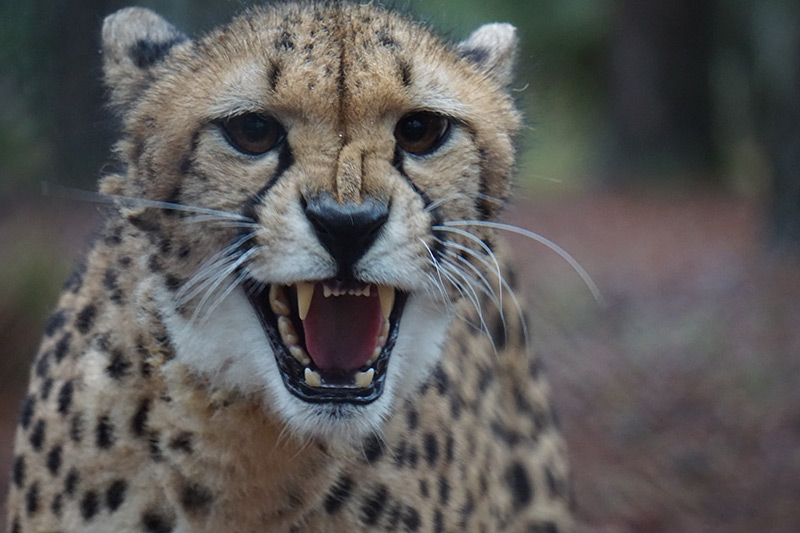 Cheetah - White Oak Conservation Cheetah - White Oak Conservation