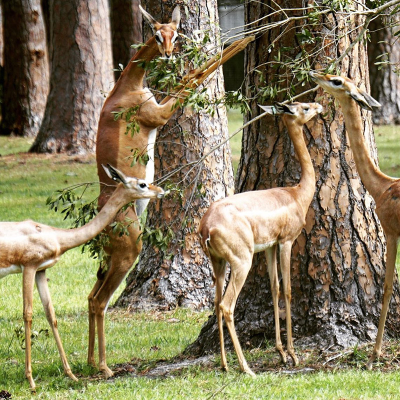 Gerenuk White Oak Conservation Gerenuk White Oak Conservation
