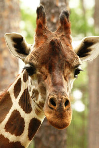 A giraffe closeup