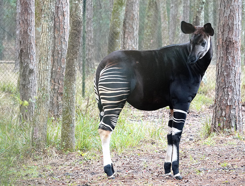 Okapi