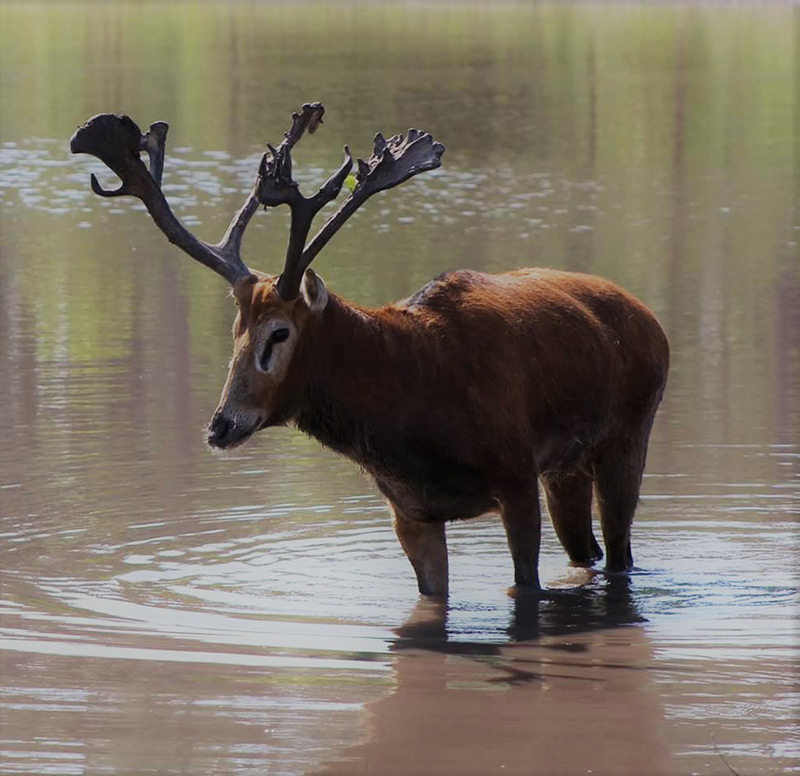 Pѐre David's Deer - White Oak Conservation