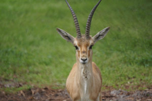 slender-horned gazelle from front