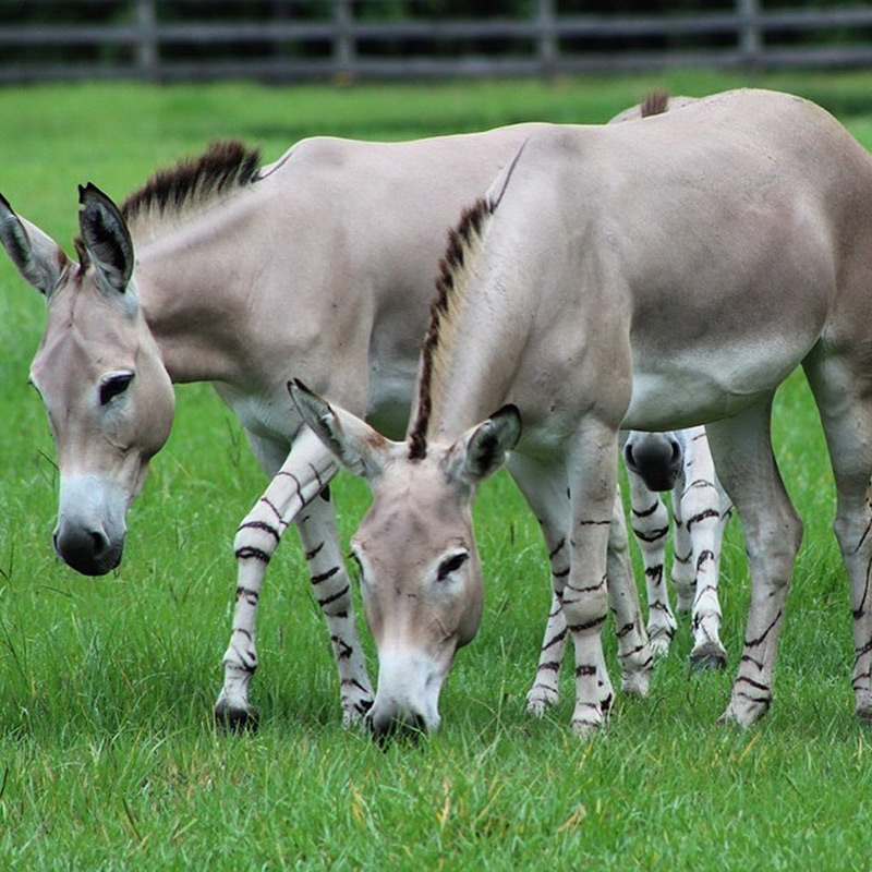 Somali Wild Ass - White Oak Conservation Somali Wild Ass - White Oak Conservation