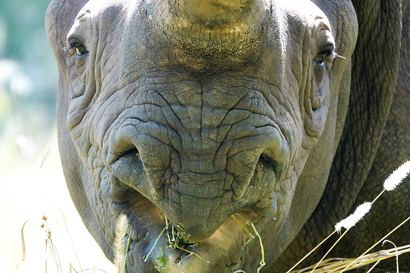 Close up of a black rhino's mouth