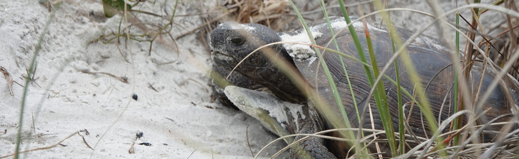 Turtle in the sand