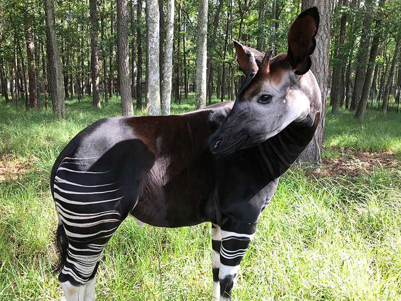 Okapi