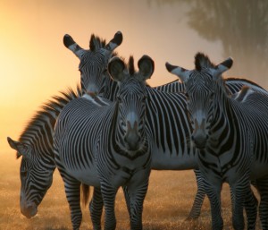 Sunset Safari