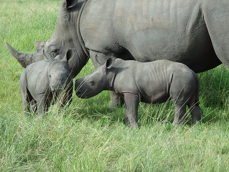 Two Rhino Calves