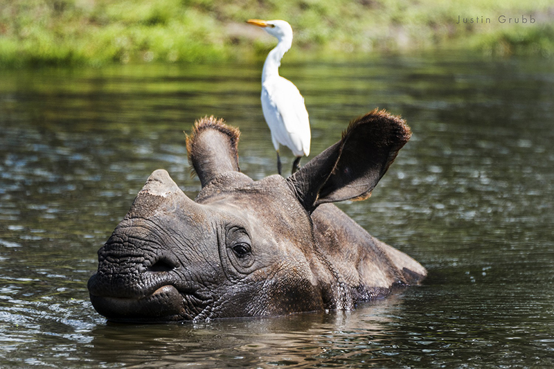 greater one-horned rhino in pond with an egret riding along