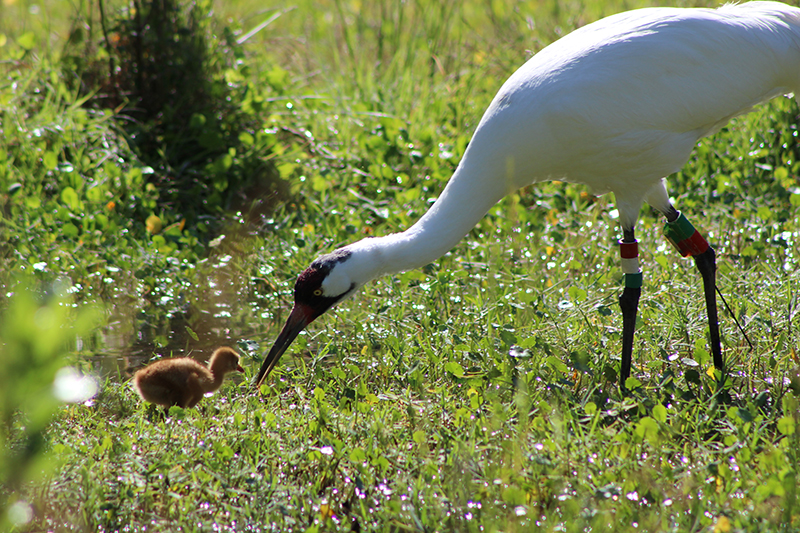 whooping crane parent feeding chick