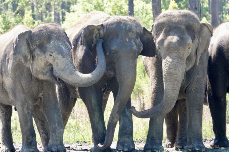 Elephants arrive at White Oak Conservation in Florida White Oak