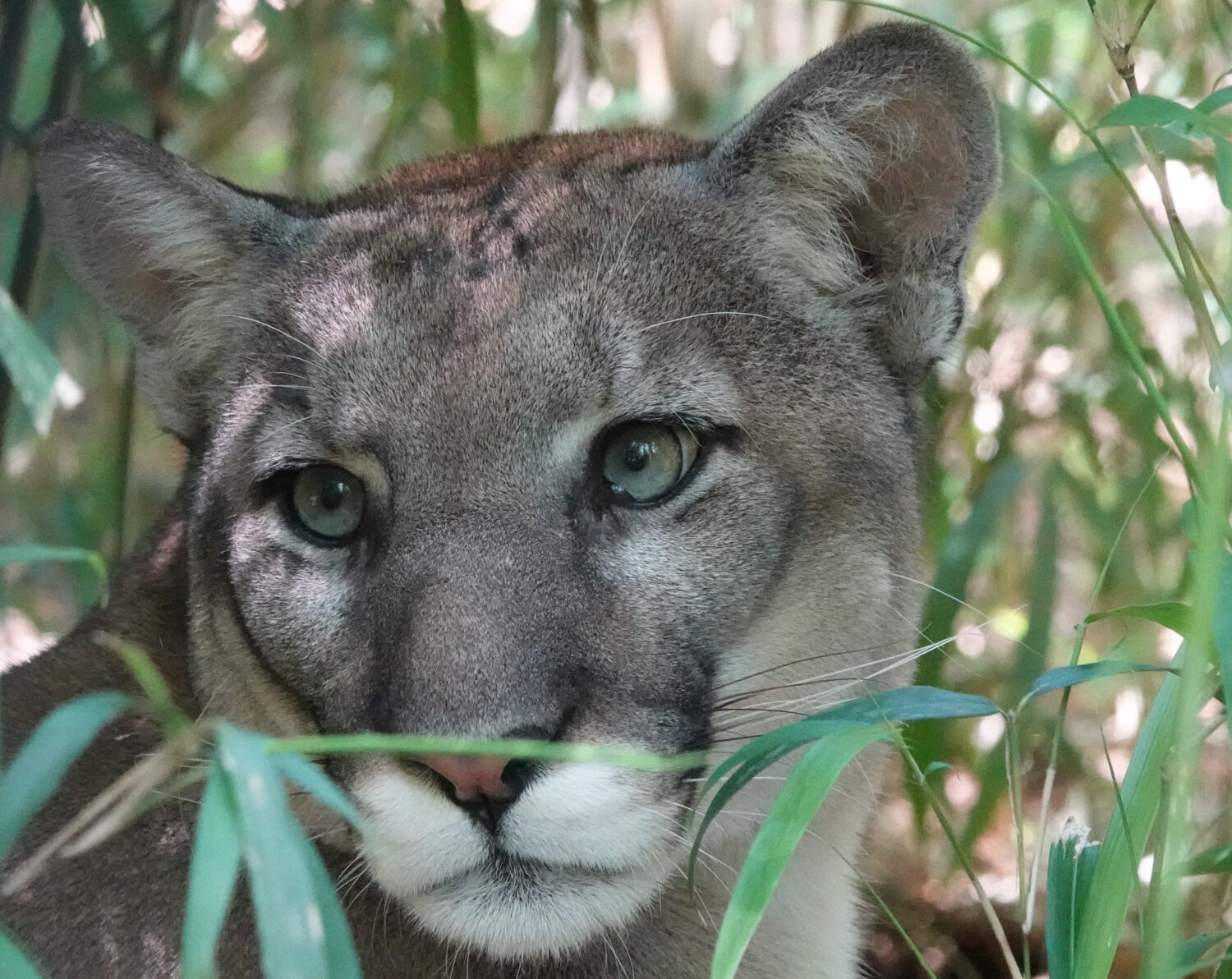 Contact White Oak Conservation