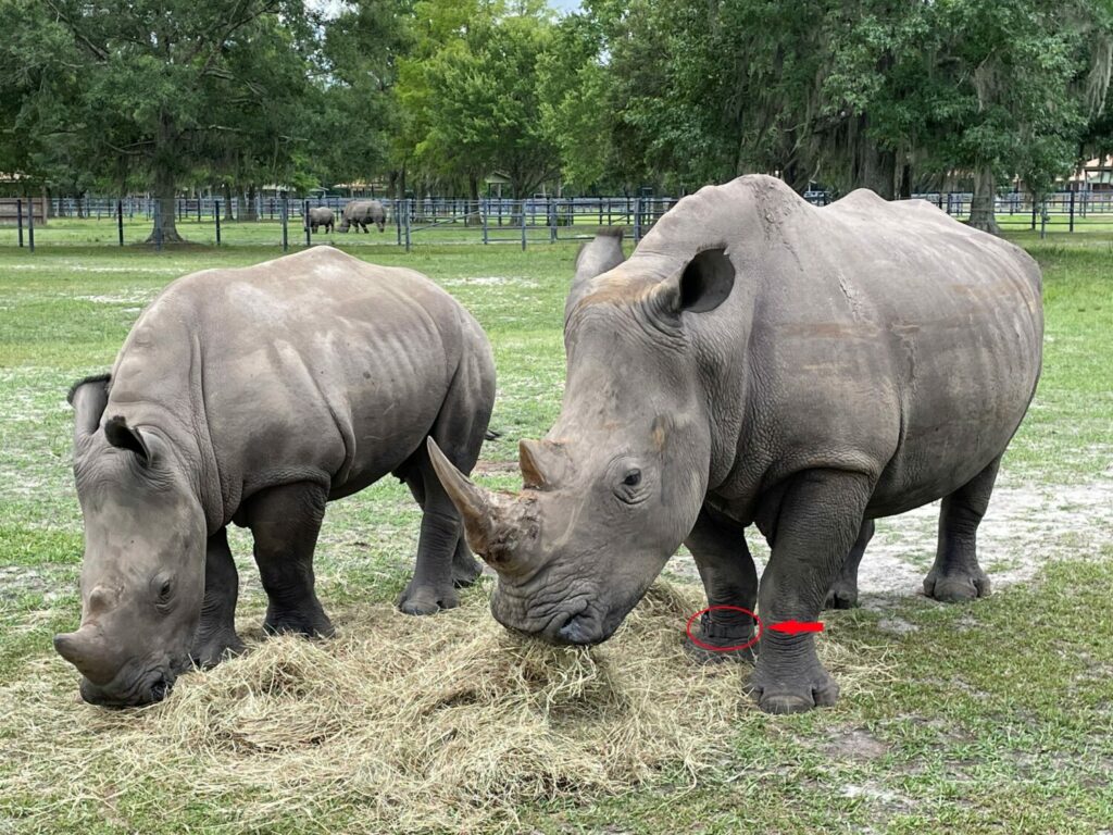 White Oak Conservation - Animal Conservation in Yulee, Florida White Oak Conservation - Animal Conservation in Yulee, Florida